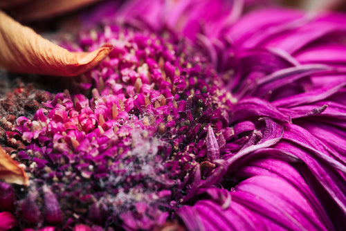 Milk Thistle