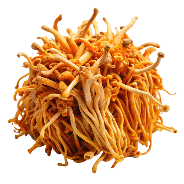 Cordyceps extract 10:1 (Sinensis Berkley)